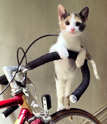 自転車通勤、通学してる方！