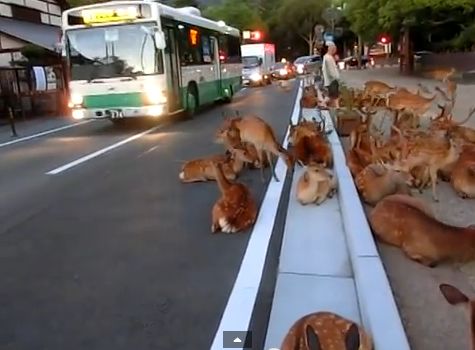 地元ならではの光景