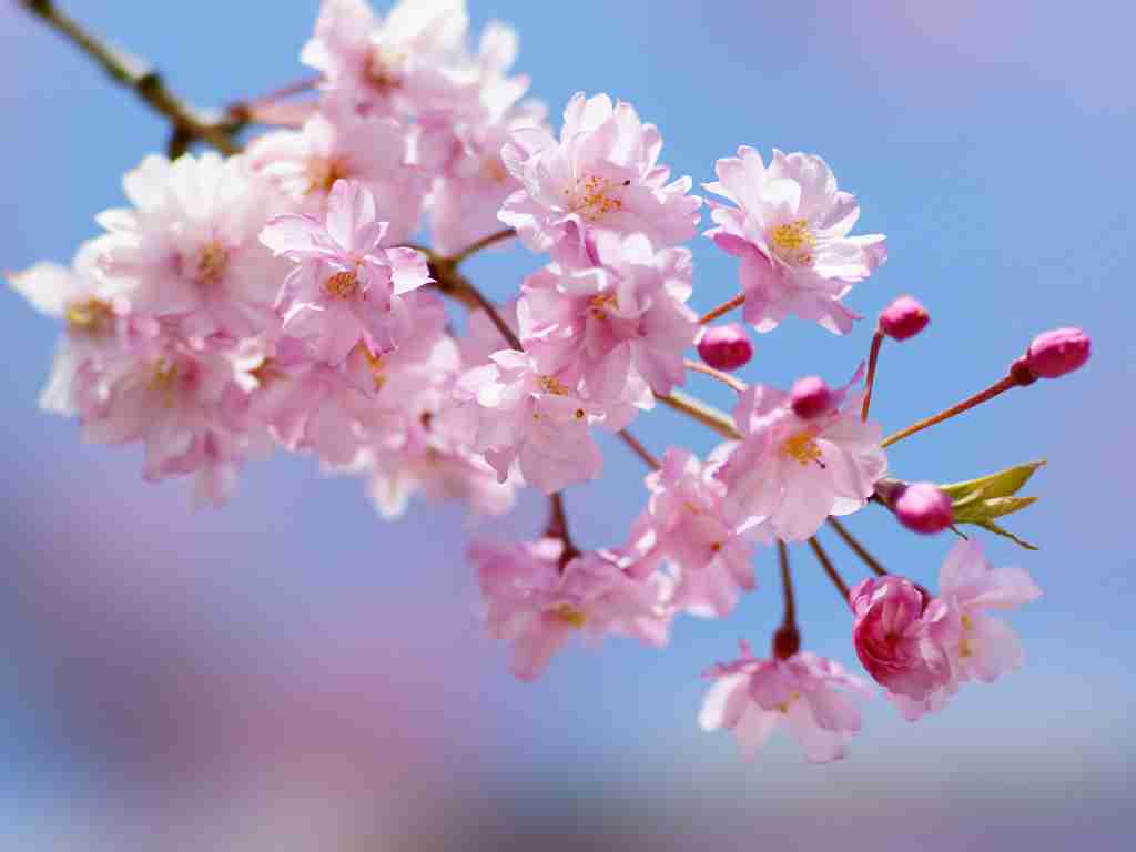 春は体調優れない人話しませんか?