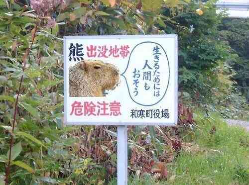 シュールな画像ください。