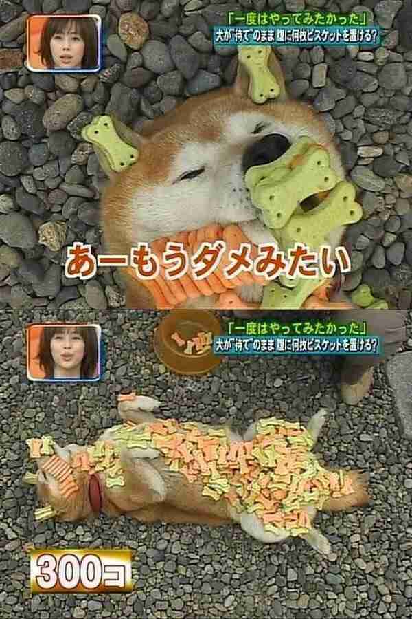 シュールな画像ください。