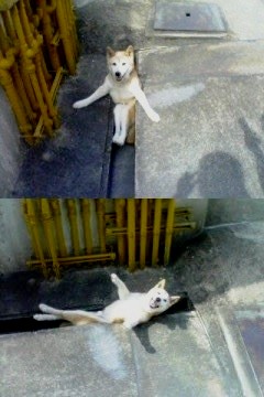 シュールな画像ください。
