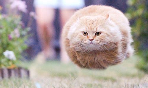 シュールな画像ください。