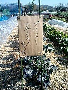 シュールな画像ください。