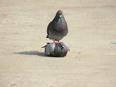 シュールな画像ください。