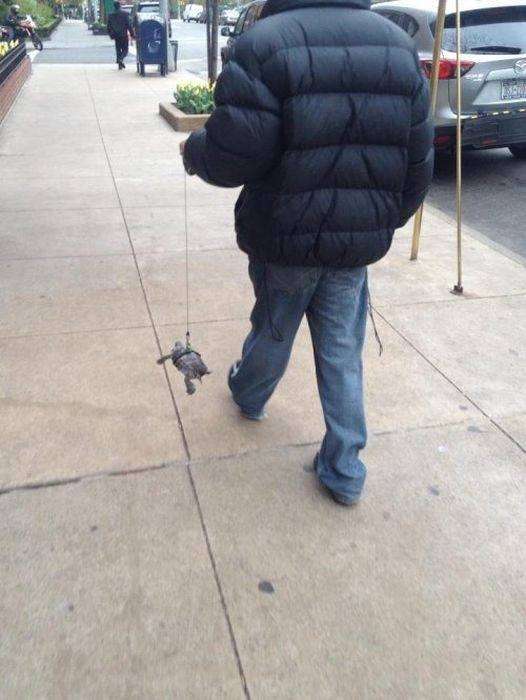 シュールな画像ください。