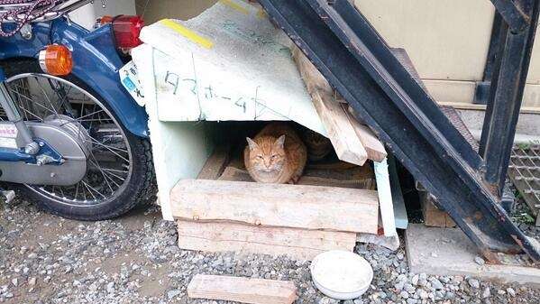 シュールな画像ください。