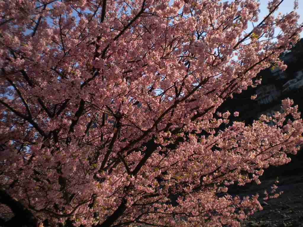 皆で花見しませんか?