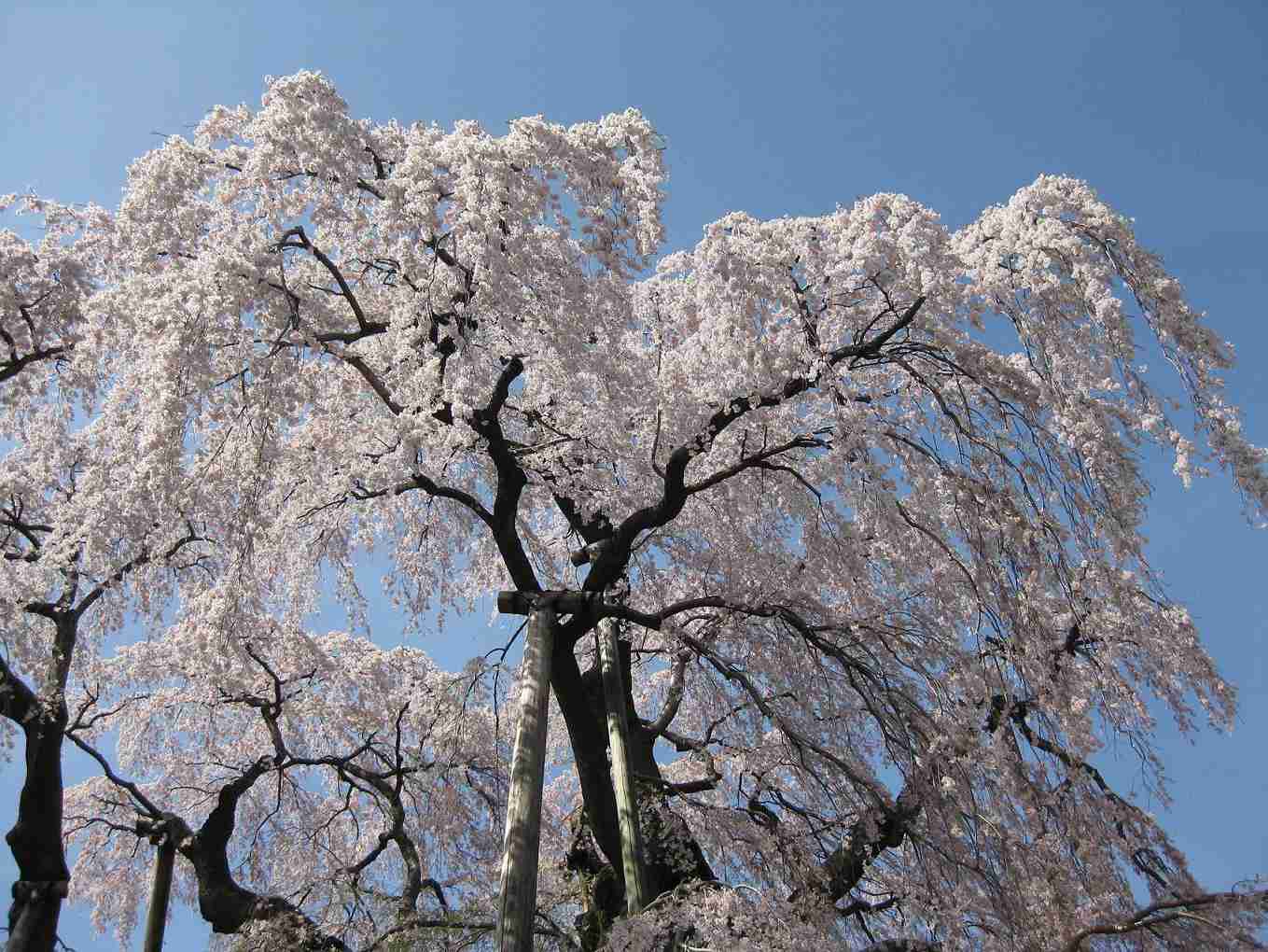皆で花見しませんか?