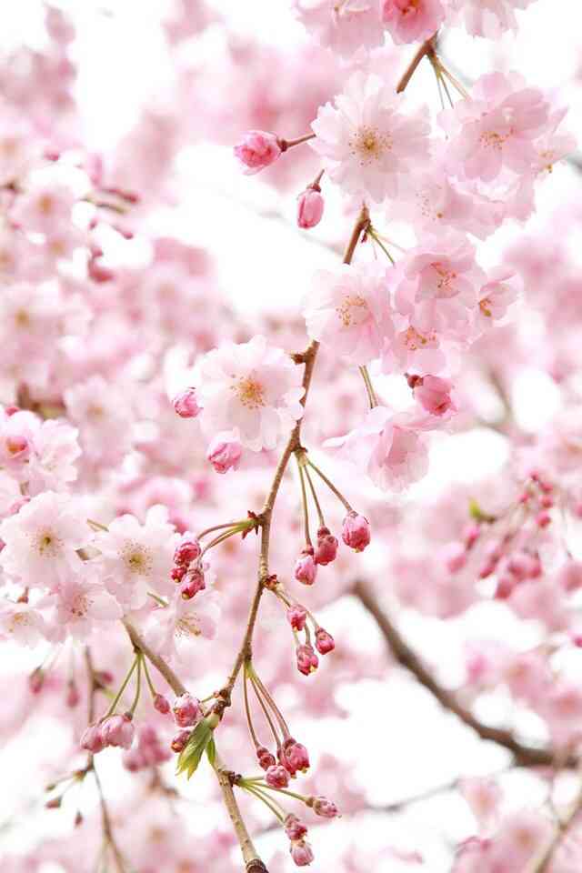 皆で花見しませんか?
