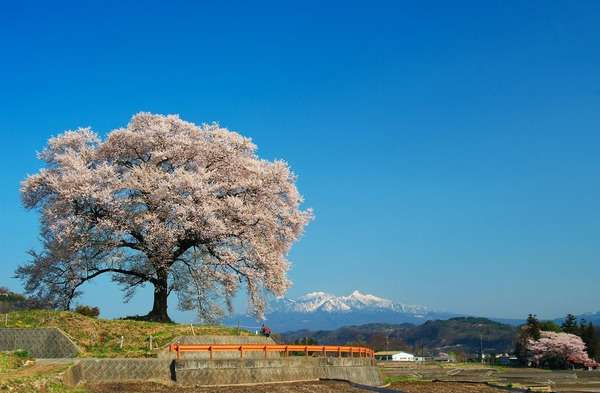 皆で花見しませんか?