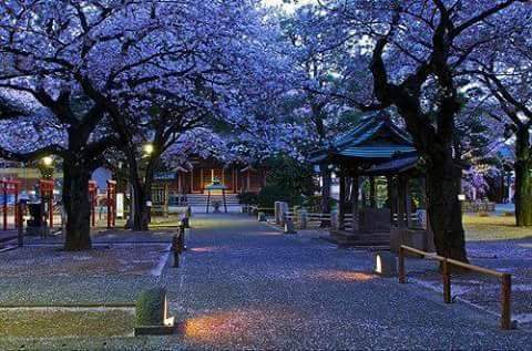 皆で花見しませんか?