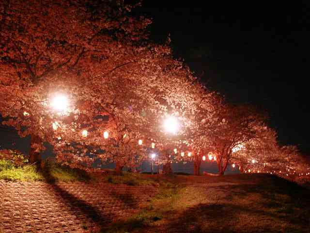皆で花見しませんか?