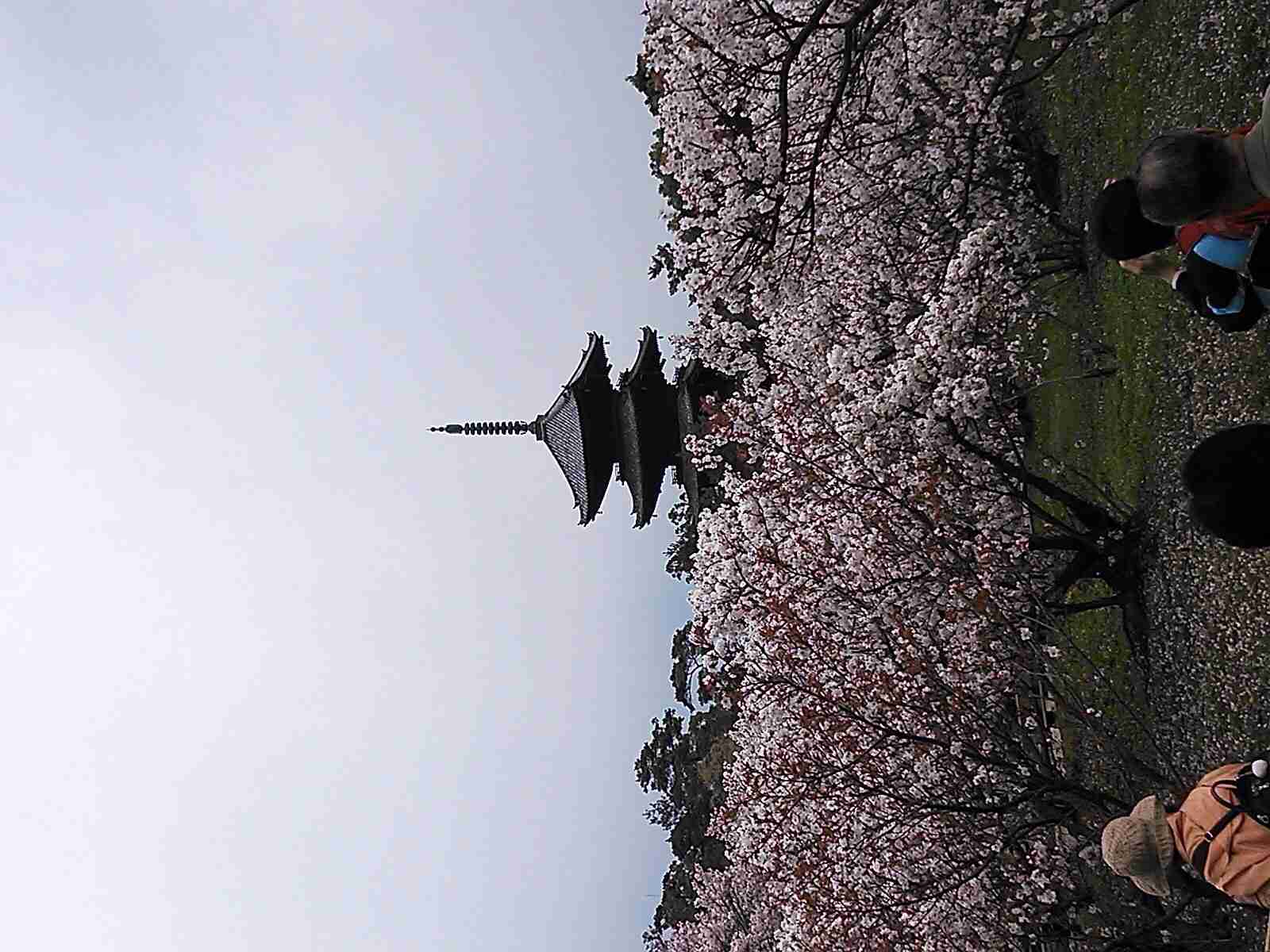 皆で花見しませんか?