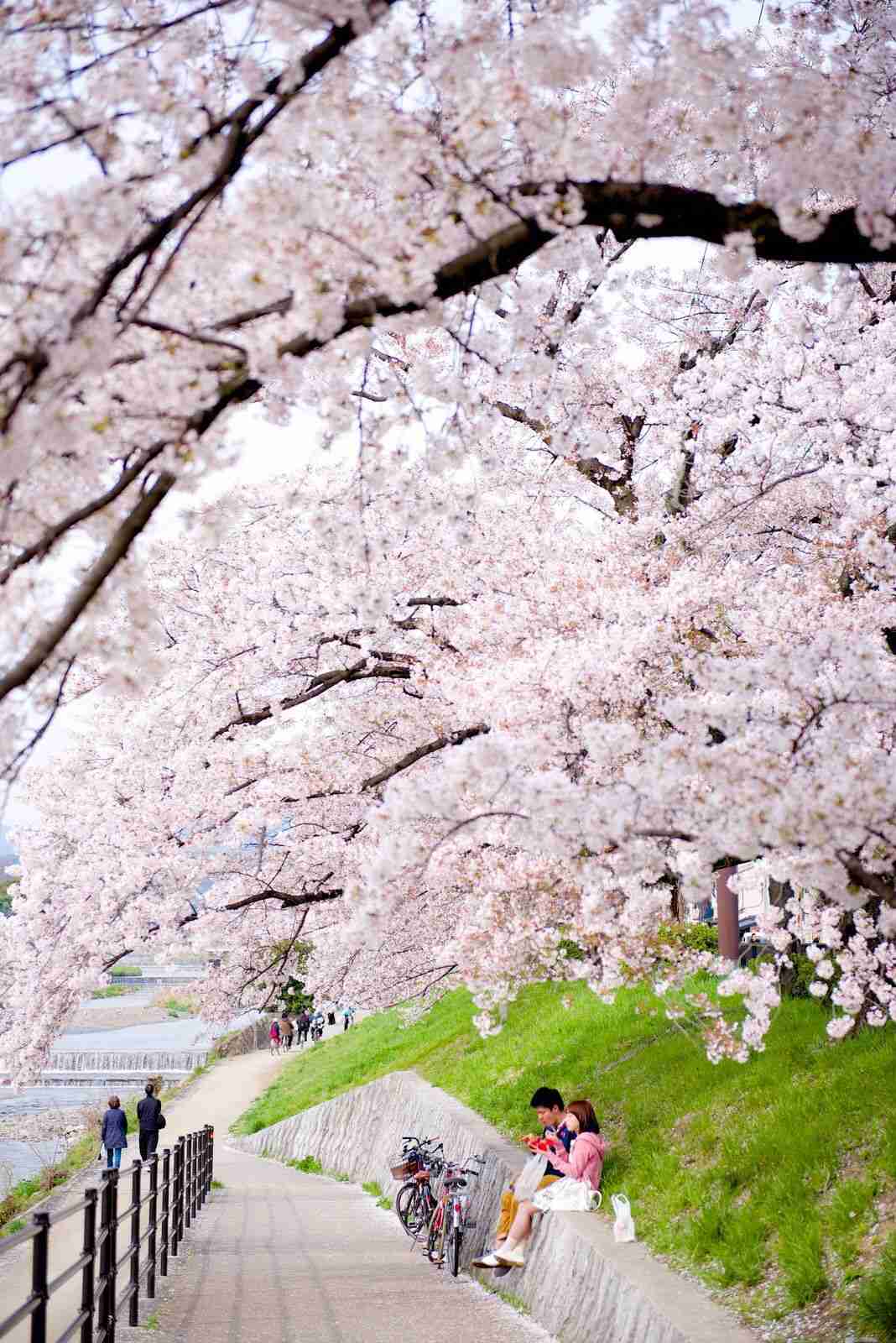 皆で花見しませんか?