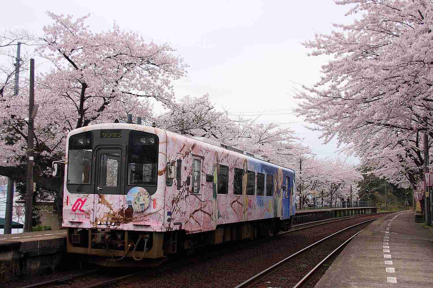 皆で花見しませんか?