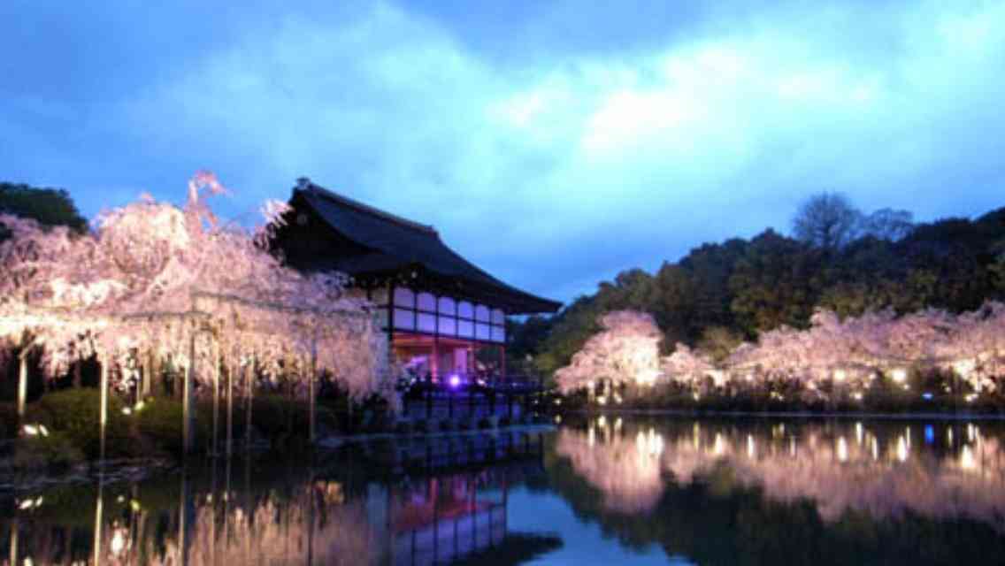 皆で花見しませんか?