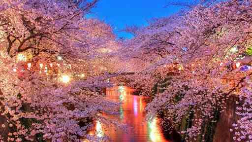 皆で花見しませんか?