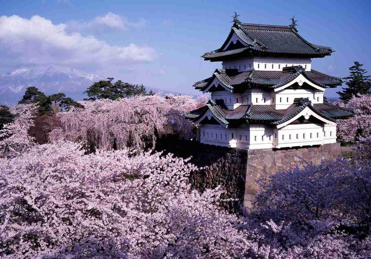 皆で花見しませんか?