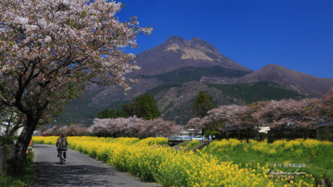 皆で花見しませんか?