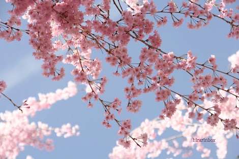 皆で花見しませんか?