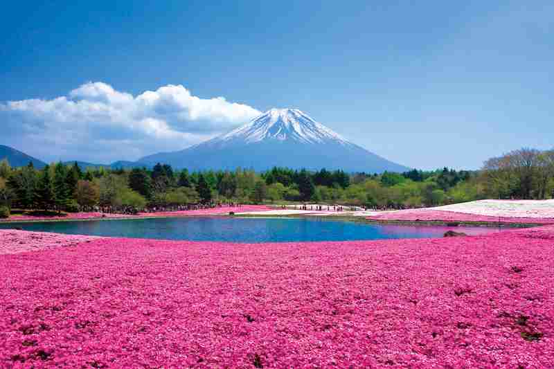 皆で花見しませんか?