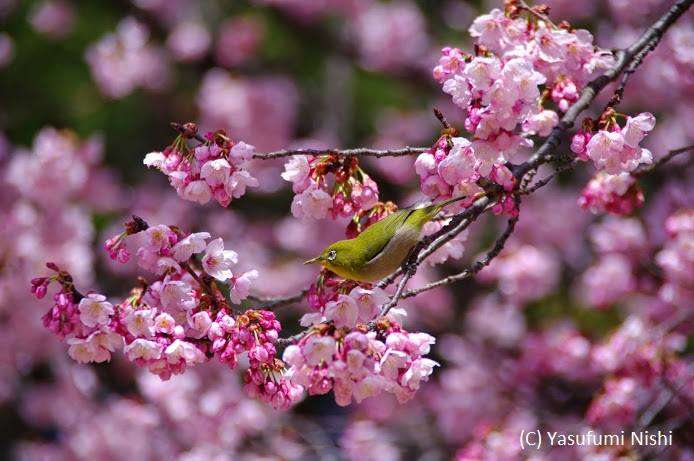 皆で花見しませんか?
