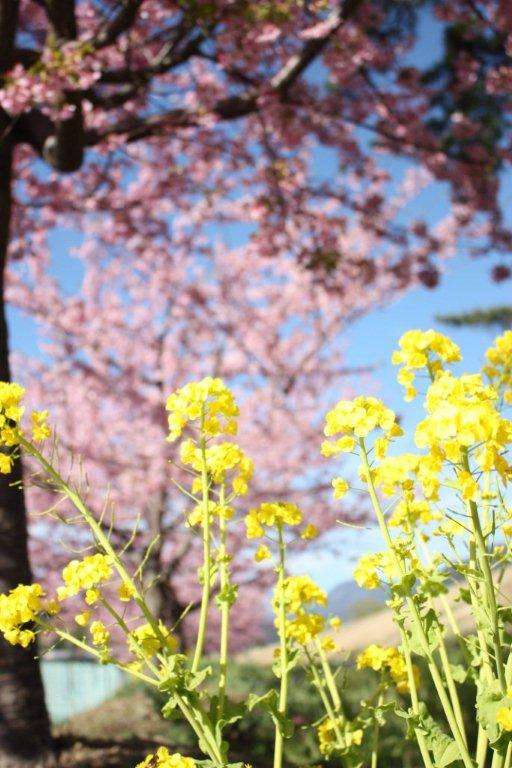皆で花見しませんか?