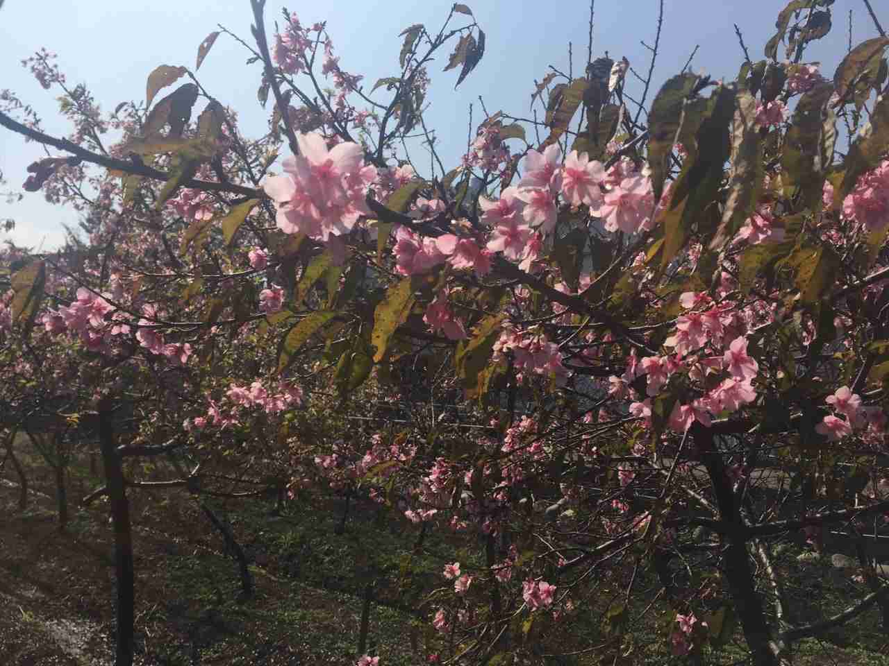 皆で花見しませんか?