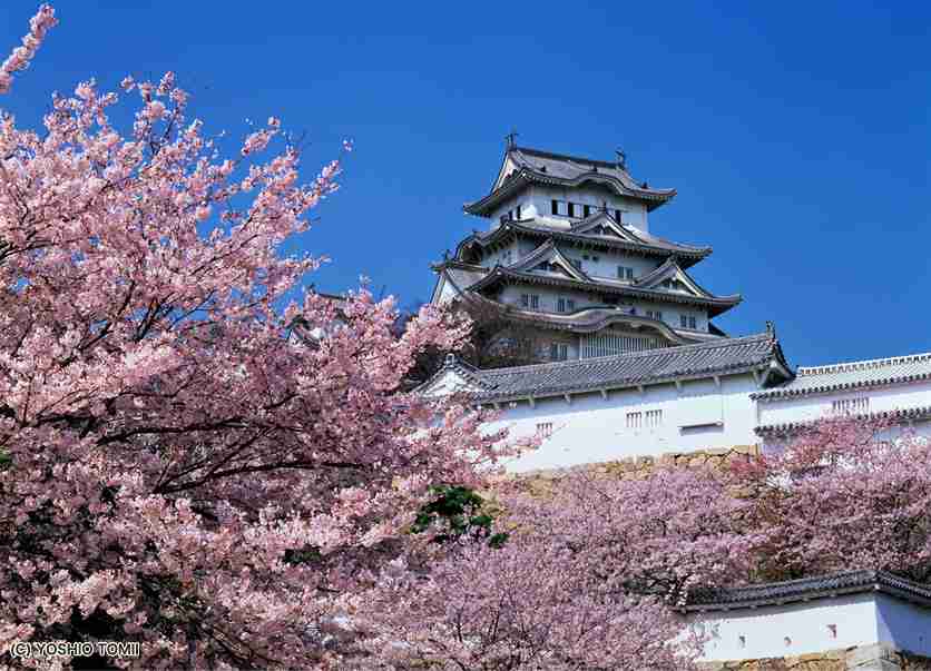 皆で花見しませんか?