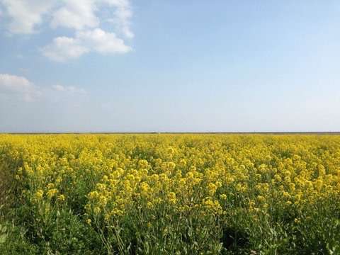 皆で花見しませんか?