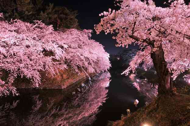 皆で花見しませんか?