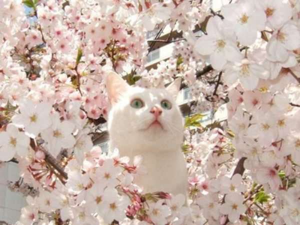 皆で花見しませんか?