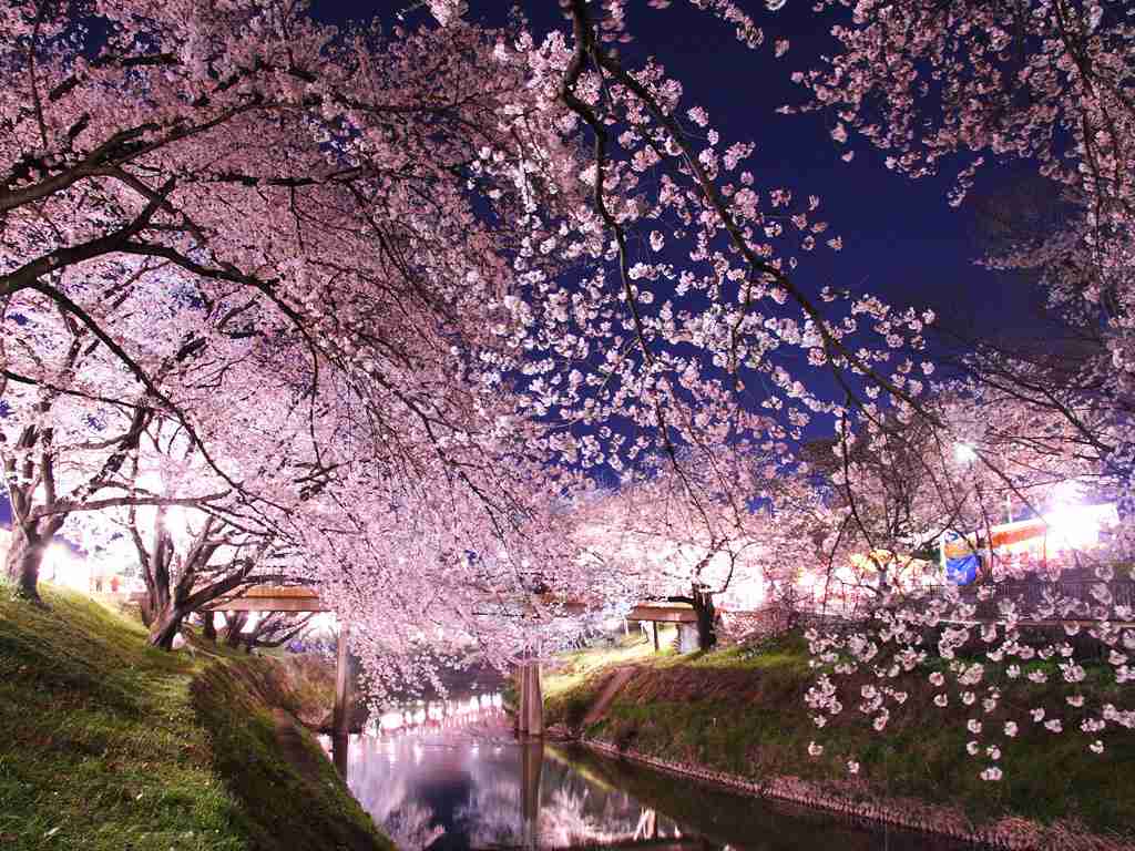 皆で花見しませんか?
