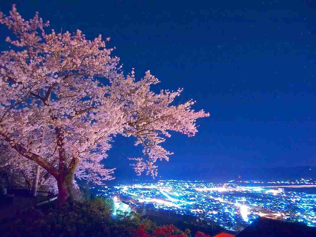 皆で花見しませんか?