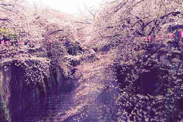 皆で花見しませんか?