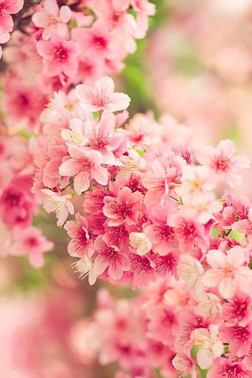 皆で花見しませんか?