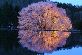 皆で花見しませんか?