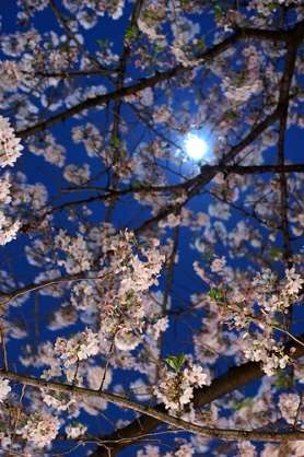 皆で花見しませんか?