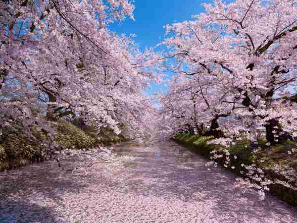 皆で花見しませんか?