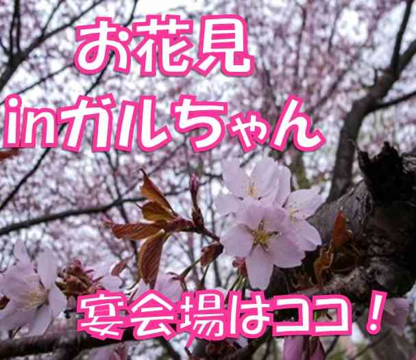 皆で花見しませんか?