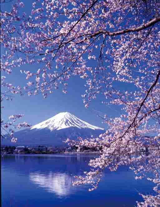 皆で花見しませんか?