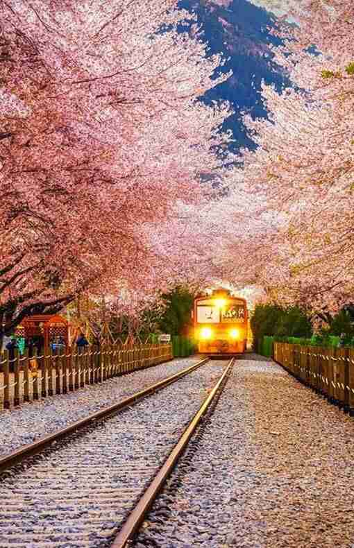 皆で花見しませんか?
