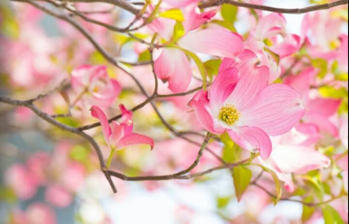 皆で花見しませんか?