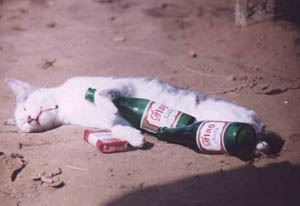 人生で一番たくさんお酒を飲んだとき