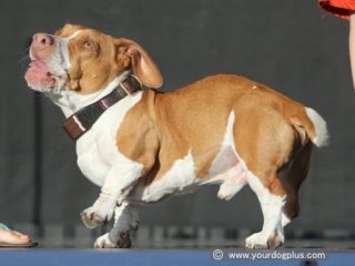 バランスのおかしい画像トピ