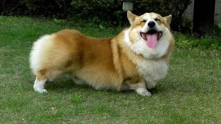 バランスのおかしい画像トピ