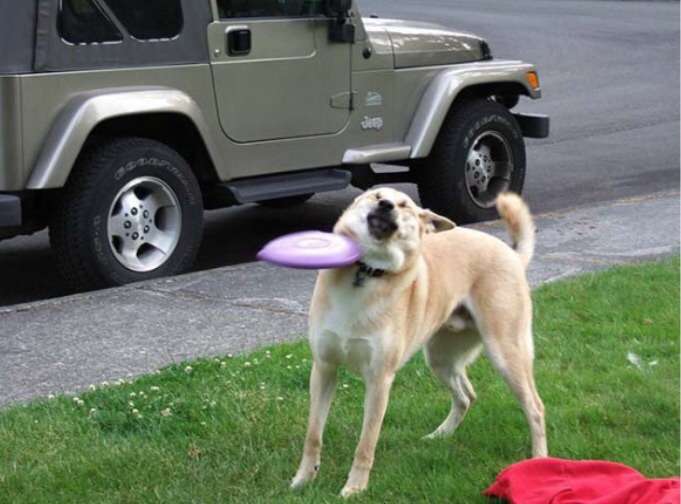 テンションの上がる画像を貼るトピ