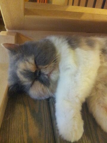 テンションの上がる画像を貼るトピ