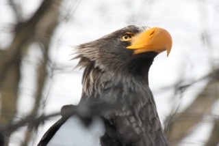 テンションの上がる画像を貼るトピ